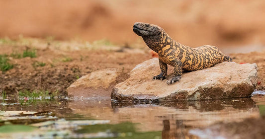 Close-up of a Gila monster, resting on rocky desert terrain