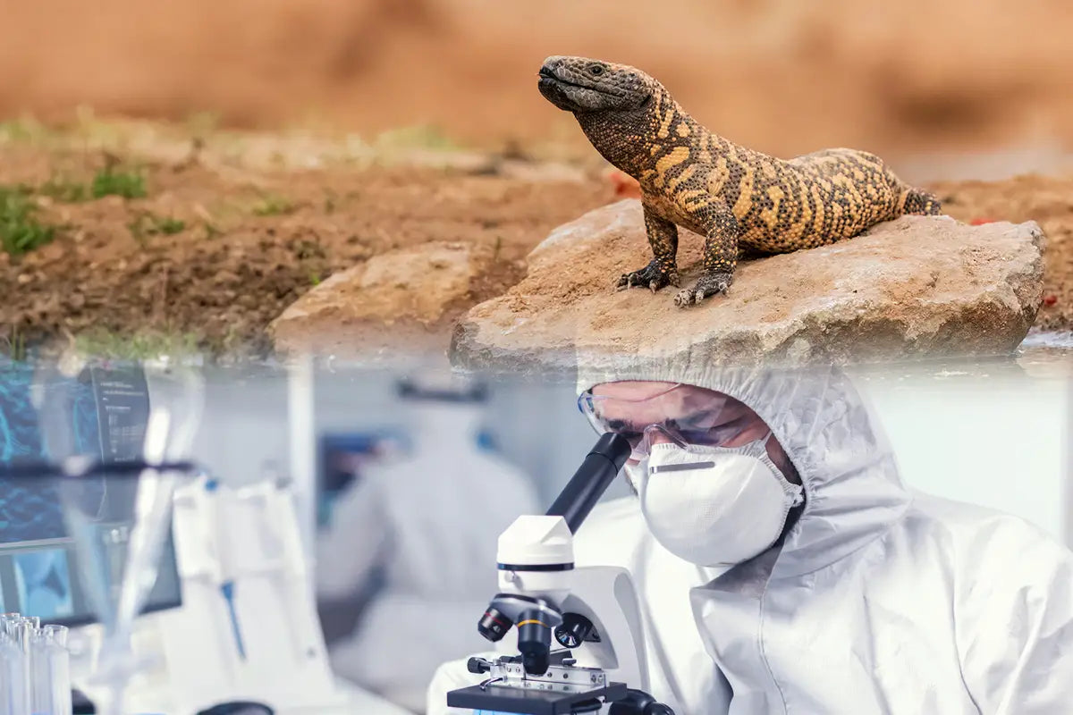 From Venom to Vitality: How the Gila Monster Revolutionized Diabetes Treatment and Appetite Control