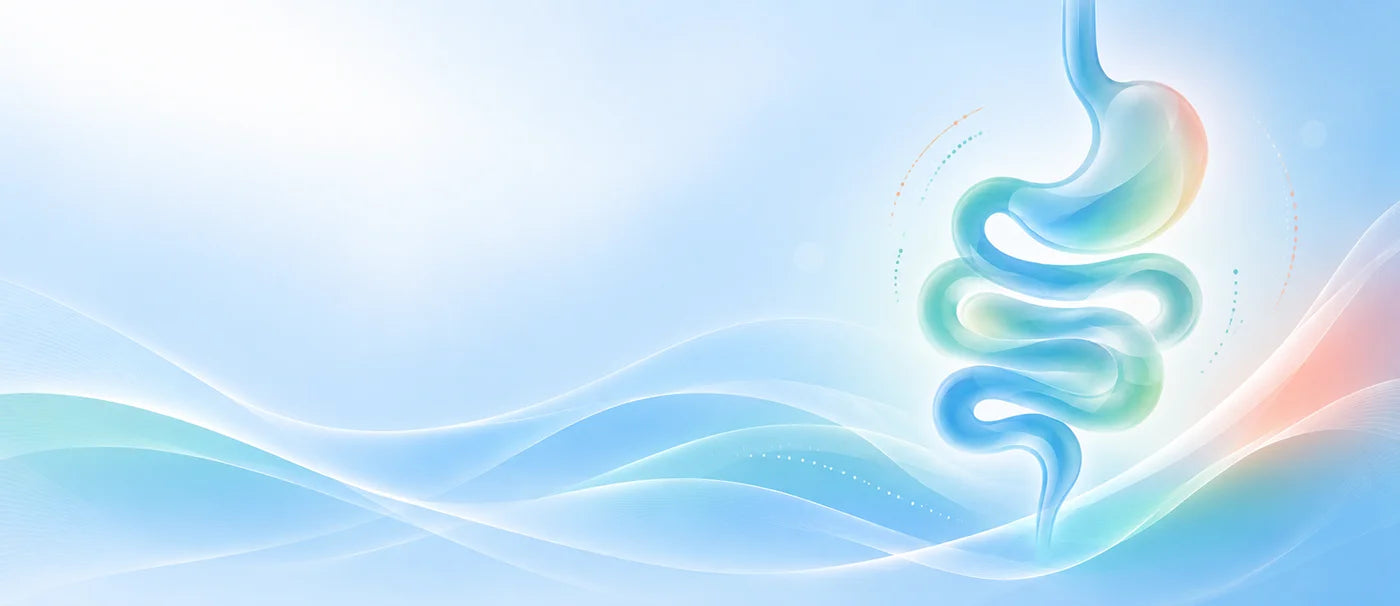 Abstract illustration of the stomach and intestines in soft blue, green, and coral tones.