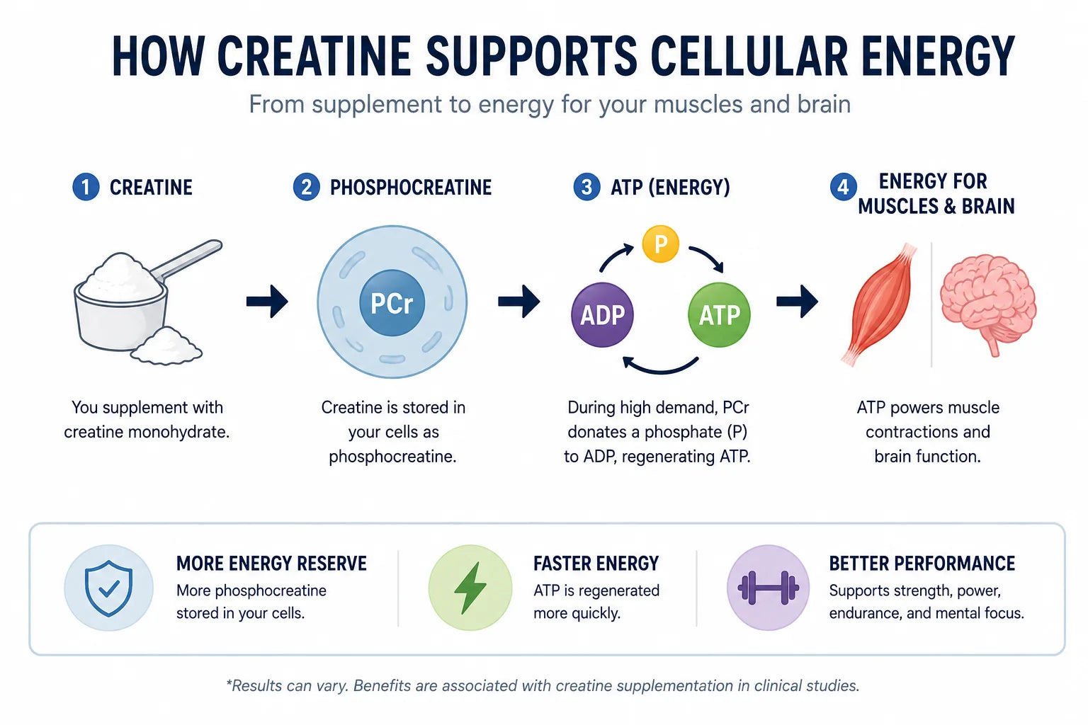 The Science Behind Creatine Monohydrate: Benefits for Strength Brain Health & Healthy Aging