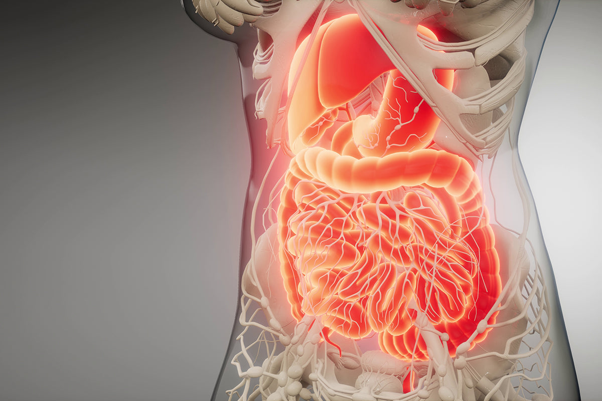 Anatomy of the human digestive system with a focus on the intestines.