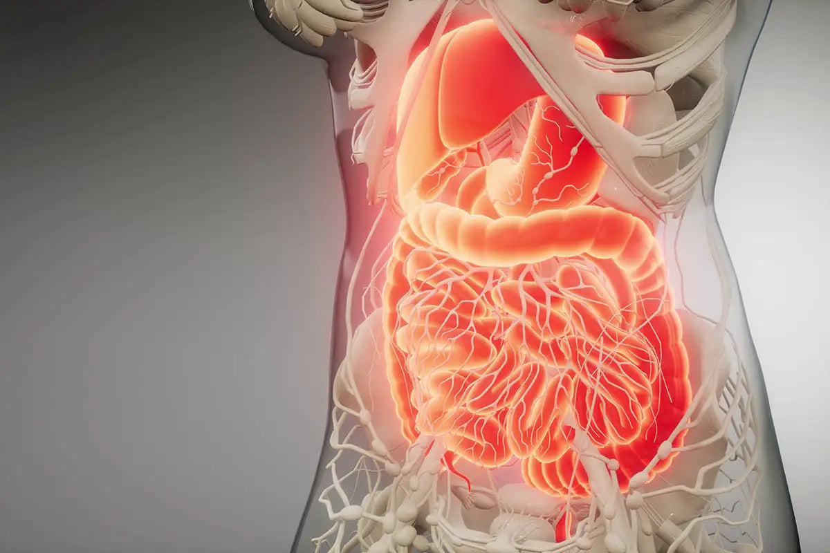 Anatomy of the human digestive system with a focus on the intestines.
