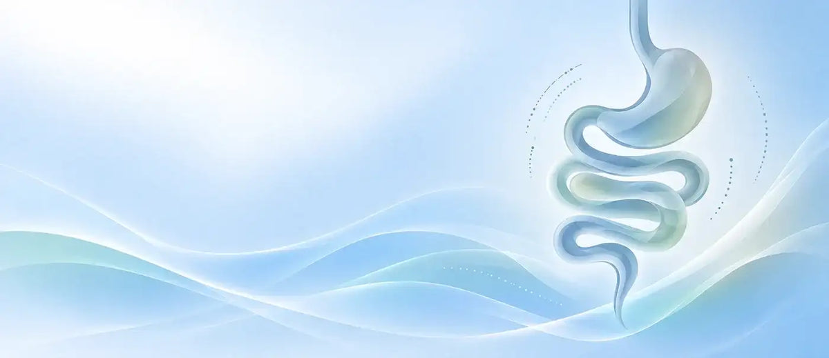 Abstract digital illustration of a stylized spiral digestive tract or stomach-like form in soft white and pale blue tones against a flowing light blue background.